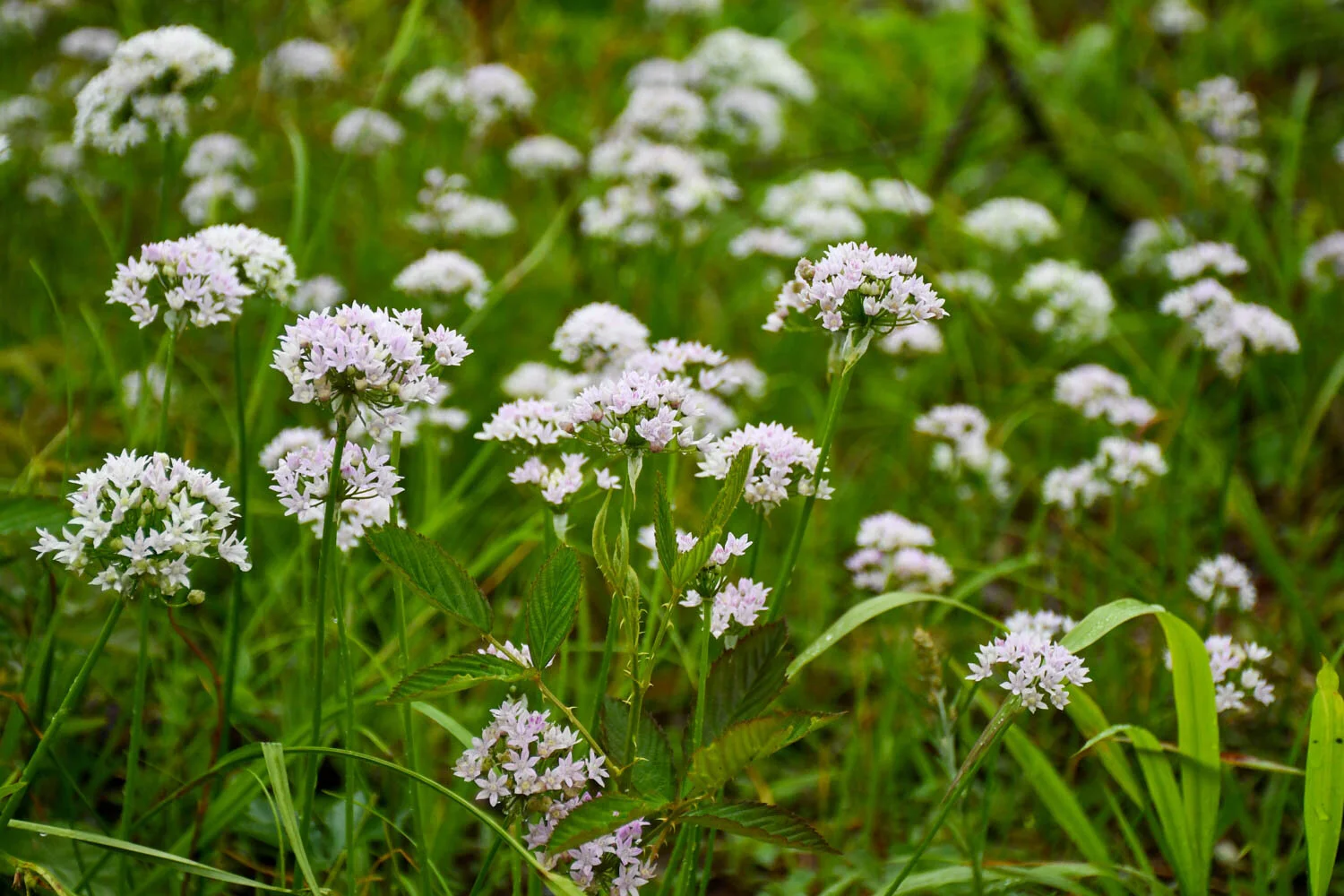 Clearcut Meadow Garlic | Meristem
